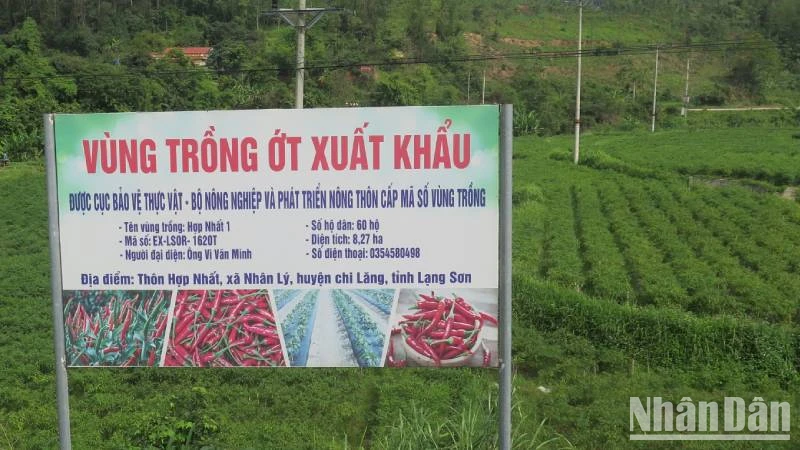 Vùng trồng ớt xuất khẩu tại thôn Hợp Nhất 1, xã Nhân Lý, Chi Lăng, (Lạng Sơn), với tổng diện tích 8,27ha.