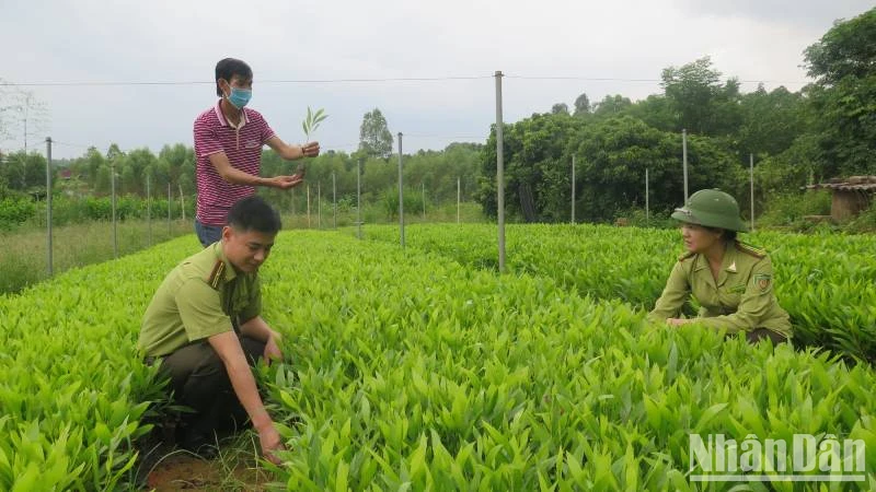 Cán bộ Chi cục Kiểm lâm tỉnh Lạng Sơn kiểm tra chất lượng giống cây trồng lâm nghiệp tại huyện Hữu Lũng.