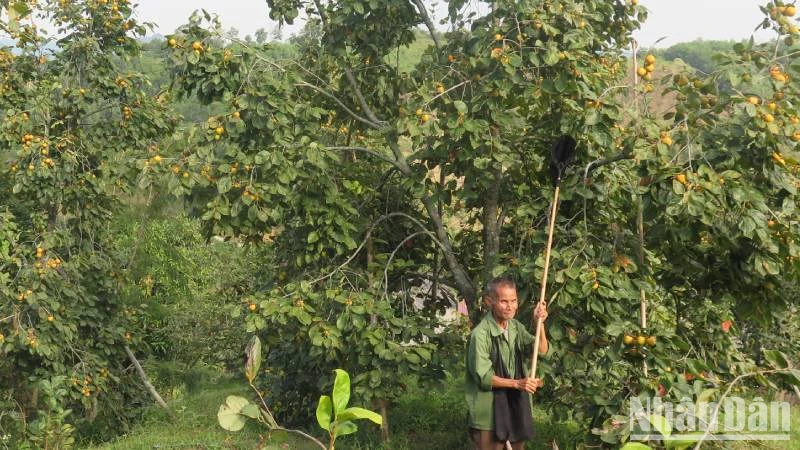 Ngay sau bão số 3, người dân ở thôn Pò Pheo, xã Hoàng Việt, huyện Văn Lãng (Lạng Sơn), tìm cách khôi phục lại những cây hồng bị đổ, ngã...