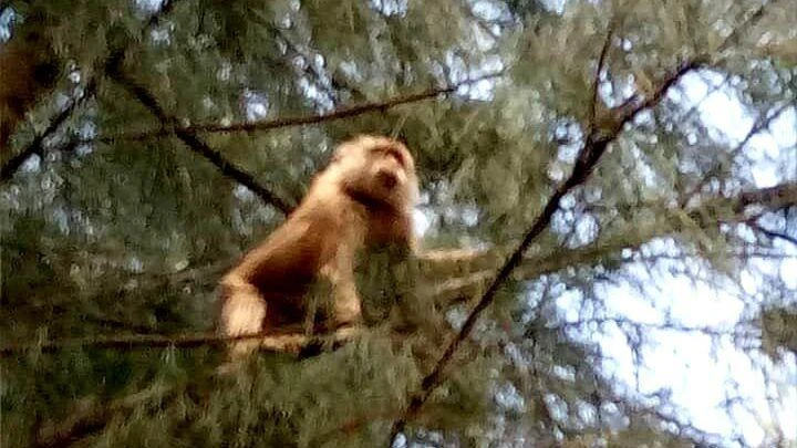 Con khỉ leo lên cây dương trước Trường mẫu giáo xã Ngũ Phụng, huyện đảo Phú Quý sau khi tấn công một cháu bé ở trong trường.