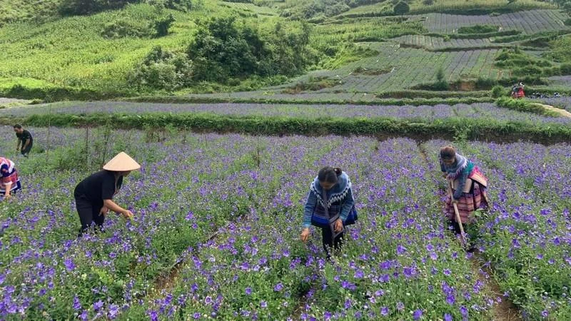 Tại huyện Bắc Hà, tỉnh Lào Cai, vùng trồng dược liệu cây cát cánh có diện tích lên tới gần 100ha.