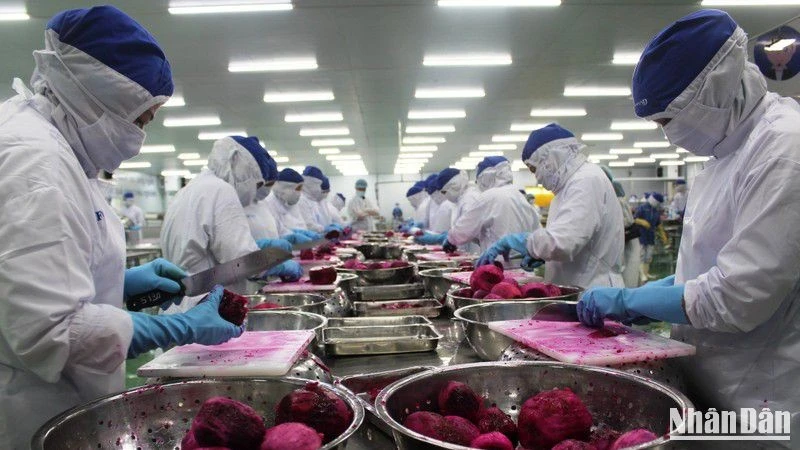 Công nhân một dây chuyền sản xuất của Công ty Lavi Food, Bến Lức, Long An. (Ảnh: THANH PHONG)
