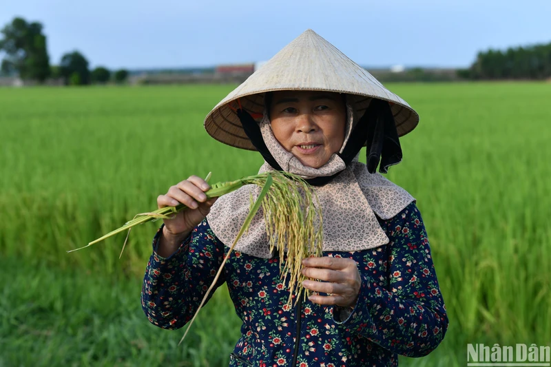 Bà Nguyễn Thị Nguyệt bên ruộng lúa hữu cơ của gia đình.