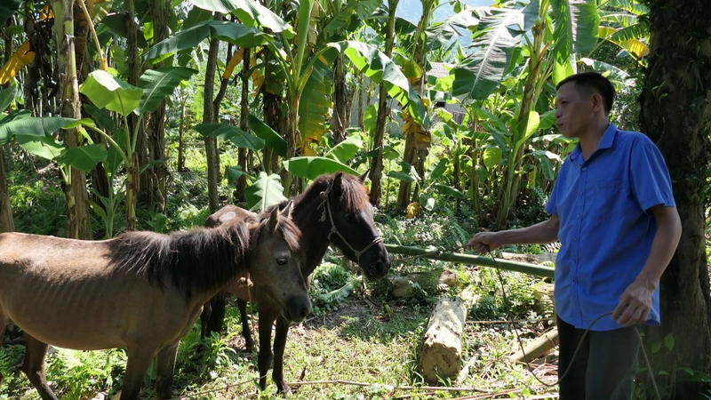 Anh Hứa Văn Toàn, thôn Nà Lách, xã Linh Hồ, huyện Vị Xuyên (Hà Giang) được Chương trình mục tiêu quốc gia giảm nghèo bền vững hỗ trợ mua giống ngựa về chăn nuôi.