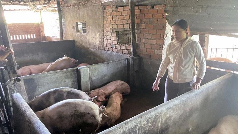 Gia đình bà Thuận ở thôn Định Thành, xã Hòa Định Đông, huyện Phú Hòa, tỉnh Phú Yên bị thiệt hại nặng do lợn chết nhiều sau khi tiêm phòng vaccine dịch tả lợn châu Phi.