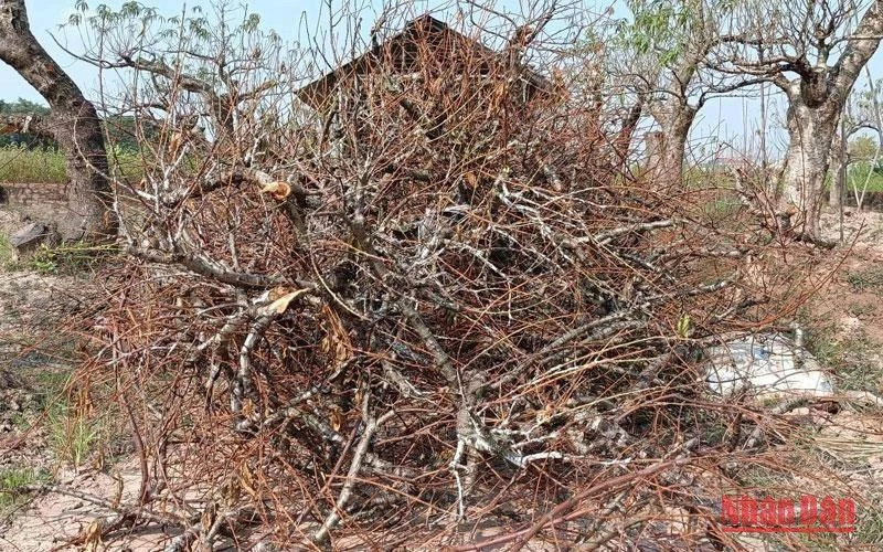 Đào cảnh vẫn chết rải rác trong các khu vườn của người dân phường Hoàng Diệu, thành phố Thái Bình (tỉnh Thái Bình).