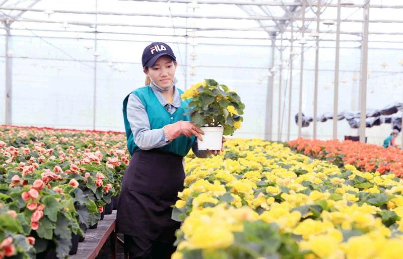  Sản xuất hoa công nghệ cao tại Lâm Đồng.