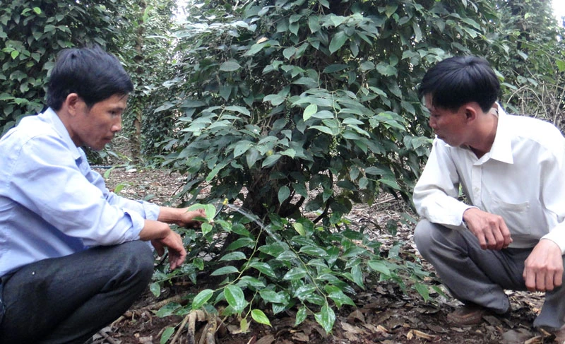 Nông dân huyện Xuân Lộc, tỉnh Đồng Nai sản xuất hồ tiêu theo hướng bền vững.