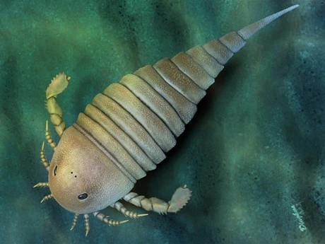 Hình ảnh tái tạo một con bọ cạp biển eurypterid. (Nguồn: SCI News)