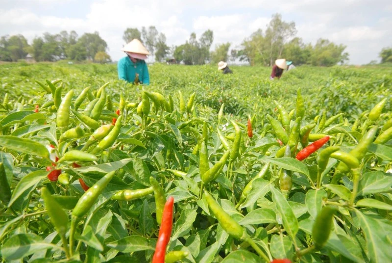 Xuất khẩu ớt sang Hàn Quốc phải tuân thủ các quy định riêng về kiểm dịch thực vật.