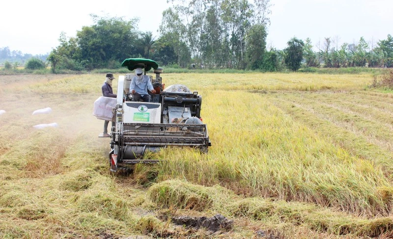 Các địa phương trên cả nước vẫn đang đẩy mạnh sản xuất và thu hoạch lúa. 
