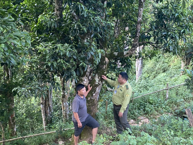Kiểm lâm viên xã Sín Chải, huyện Tủa Chùa hướng dẫn nhân dân bảo vệ rừng.