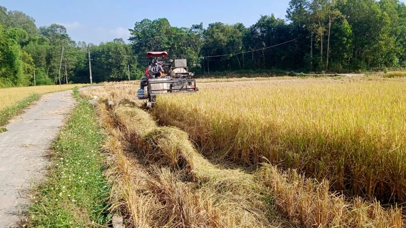 Các khâu làm đất, thu hoạch lúa ở các địa phương trên địa bàn tỉnh Thái Nguyên đều được cơ giới hóa.