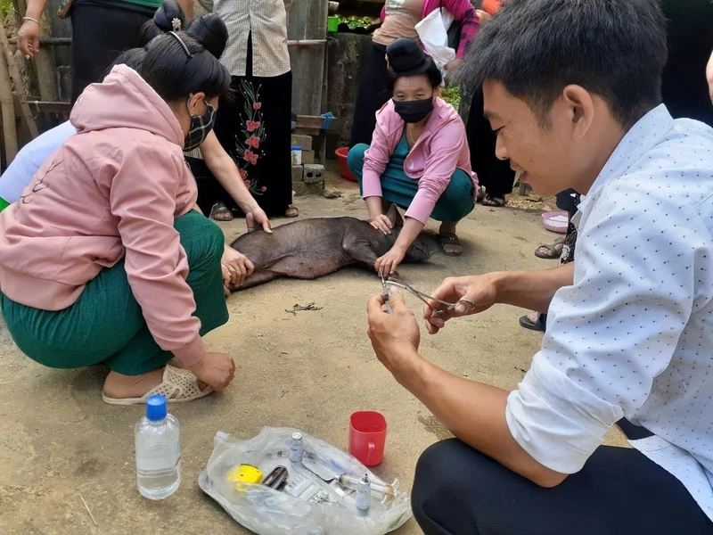 Học viên lớp đào tạo nghề chăm sóc, phòng trị bệnh cho lợn ở huyện Mường Ảng thực hành tiêm phòng bệnh cho vật nuôi.