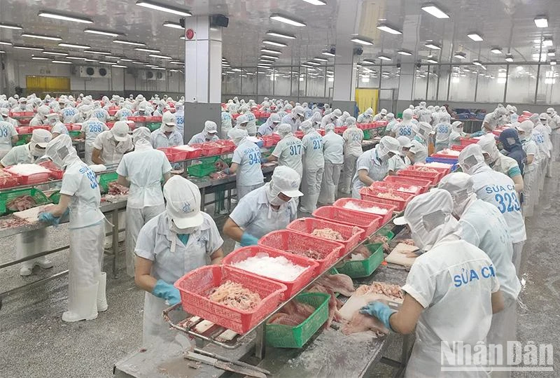 Một trong những quy trình sản xuất khép kín tại Công ty TNHH Hùng Cá, tọa lạc huyện Thanh Bình, tỉnh Đồng Tháp. (Ảnh: HỮU NGHĨA)