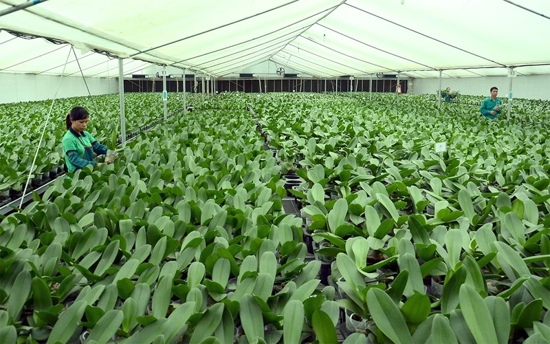 Mô hình trồng hoa lan công nghệ cao tại Hợp tác xã Ðan Hoài, huyện Ðan Phượng, Hà Nội. (Ảnh: MINH HÀ)