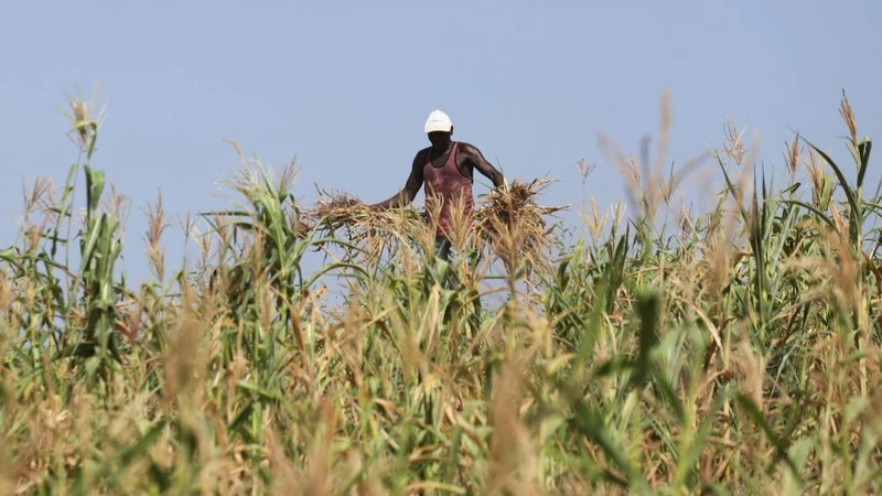 Một nông dân Kenya nhổ bỏ cánh đồng ngô bị thất thu do hạn hán, ở Kenya, ngày 16/2/2022. (Ảnh: REUTERS)