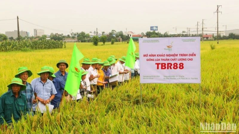 Vụ đông xuân năm nay, ThaiBinh Seed đã đưa ra khảo nghiệm diện rộng 20 giống lúa mới.