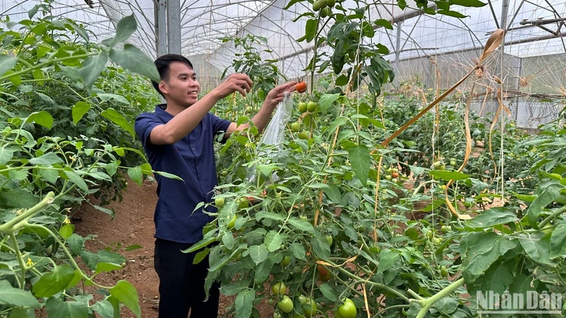 Chăm sóc cây cà chua trong nhà lưới của Hợp tác xã Đại Hà, huyện Bạch Thông.