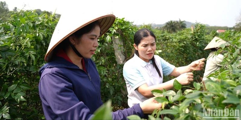 Chị Nguyễn Thị Kim Dung (bên trái), Giám đốc Hợp tác xã sản xuất và tiêu thụ sâm Nam núi Dành Liên Chung (Bắc Giang) giới thiệu mô hình trồng và chăm sóc sâm. (Ảnh: MINH THÚY)