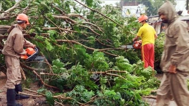 Cây cối gãy đổ do bão Dana tại Astaranga, thành phố Puri, Ấn Độ, ngày 24/10/2024. Ảnh: ANI/TTXVN