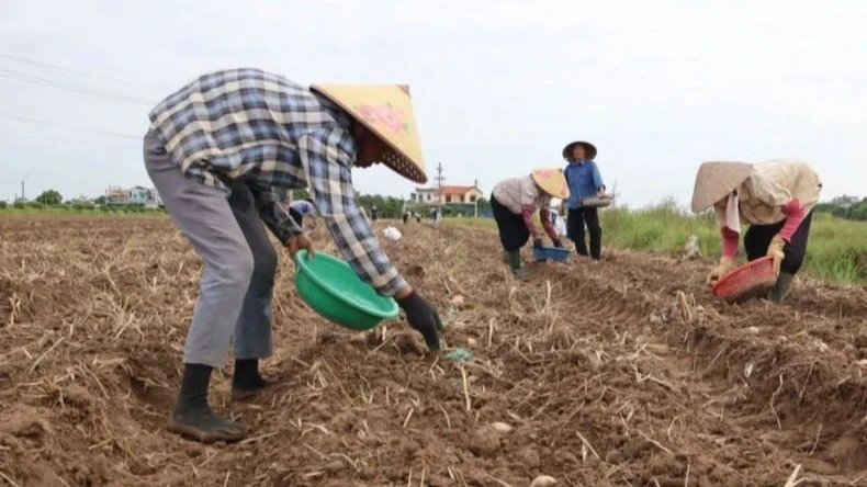 Huyện Vũ Thư (tỉnh Thái Bình) đã gieo trồng hơn 3.000ha cây vụ đông để bù đắp thiệt hại cho sản xuất vụ mùa do ảnh hưởng bão số 3 gây ra. (Ảnh: MAI TÚ)