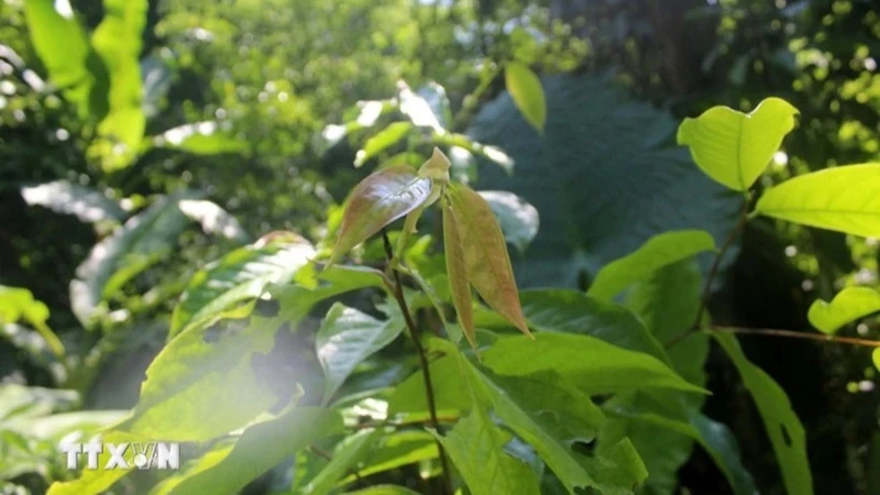 Lá cây trà hoa trái mỏng (Camellia pleurocarpa) tại Khu Bảo tồn thiên nhiên Pù Luông, Thanh Hóa. (Ảnh: TTXVN)