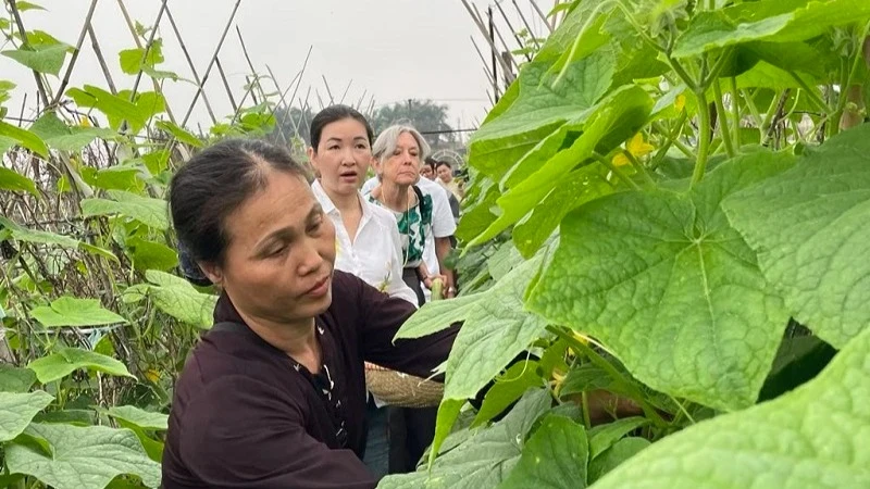 Du khách hào hứng trải nghiệm công việc nhà nông tại Long Biên, Hà Nội. (Ảnh: NGUYÊN PHÚC)