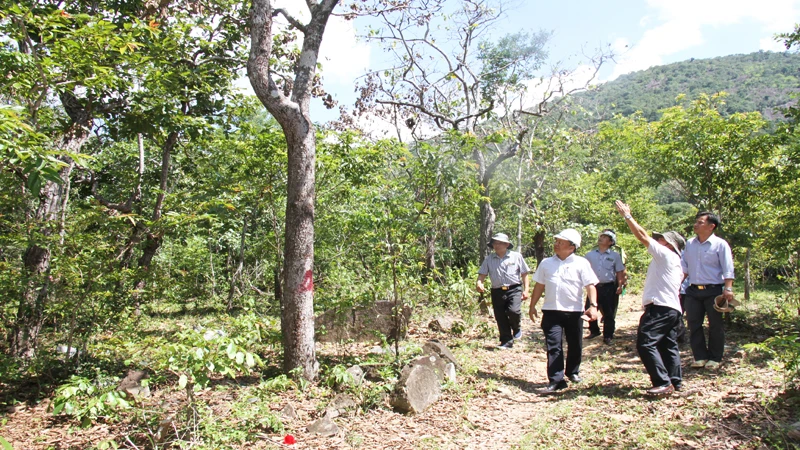 Lãnh đạo tỉnh Ninh Thuận cùng đại diện các cơ quan chức năng đi kiểm tra thực tế khu vực có cây rừng bị đối tượng xấu khoan lổ thân cây, gây hại đến quá trình sinh trưởng của cây