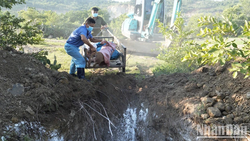 Cán bộ thú ý xã Nhơn Sơn, huyện Ninh Sơn, tỉnh Ninh Thuận tiêu hủy lợn bị dịch tả lợn châu Phi. (Ảnh: NGUYỄN TRUNG)