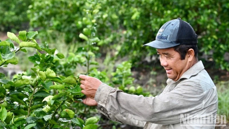 Gia đình ông Trương Trọng Chí, ấp 1, xã Thạnh Hòa (Bến Lức, Long An) đã xin ra khỏi hộ nghèo và thoát nghèo bền vững nhờ nguồn vốn chính sách xã hội. 