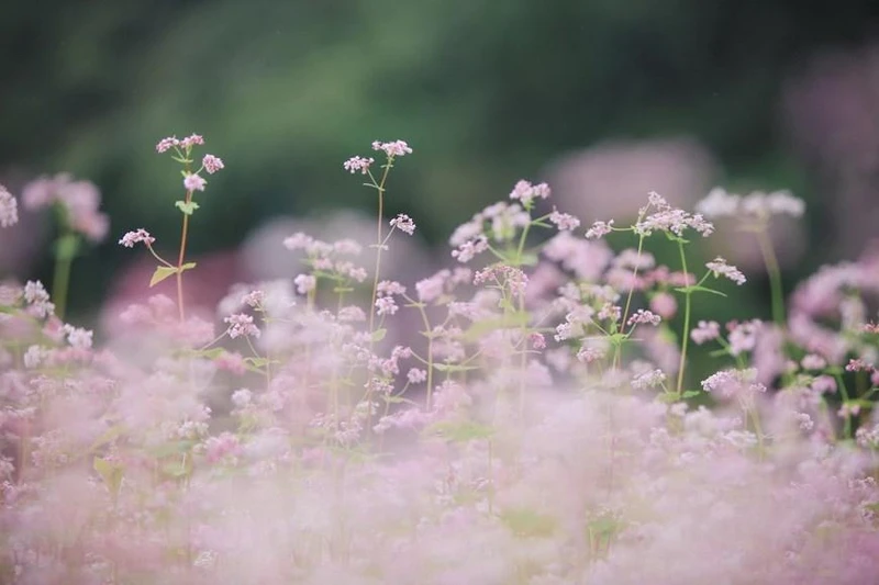 Tam giác mạch là loài hoa báo hiệu Hà Giang đã vào mùa du lịch, mùa đẹp nhất trong năm. (Ảnh: TTXVN)
