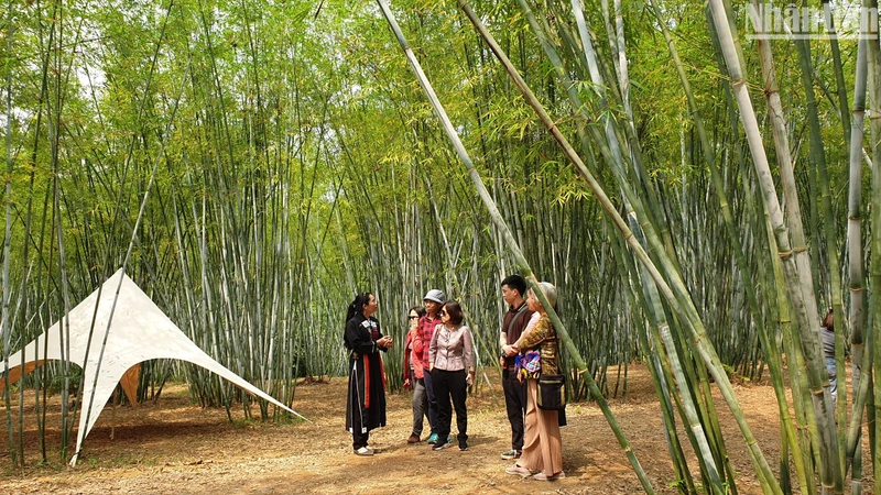 Du khách nghe giới thiệu về khu rừng trúc trong Khu du lịch Bản Ven, Bắc Giang (Ảnh: TRANG LINH)