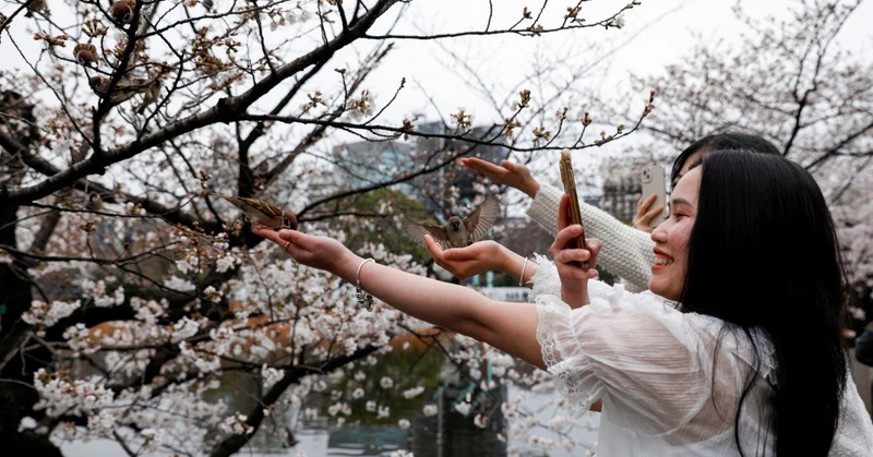 Du khách chụp ảnh bên hoa anh đào tại công viên Ueno, Tokyo, Nhật Bản, tháng 3/2023 (Ảnh: REUTERS)