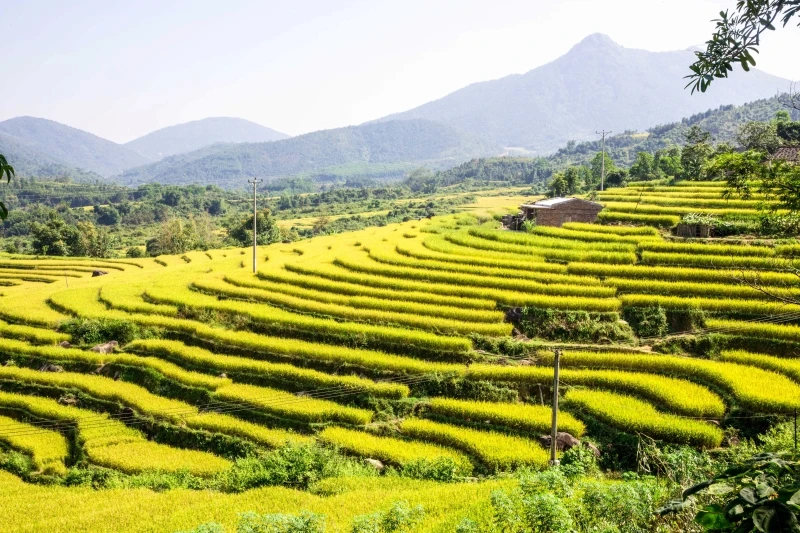 Thu tới cũng là lúc Bình Liêu bước vào mùa lúa chín. (Ảnh: Cổng thông tin điện tử Quảng Ninh)