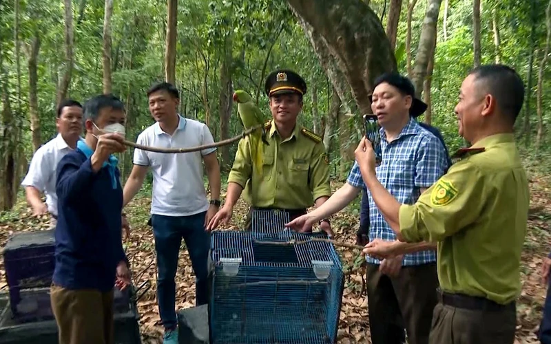 Ban quản lý Vườn quốc gia Phong Nha-Kẻ Bàng (Quảng Bình) phối hợp các đơn vị tổ chức thả gần 200 cá thể động vật hoang dã sau cứu hộ về môi trường tự nhiên. (Ảnh NGỌC HẢI)