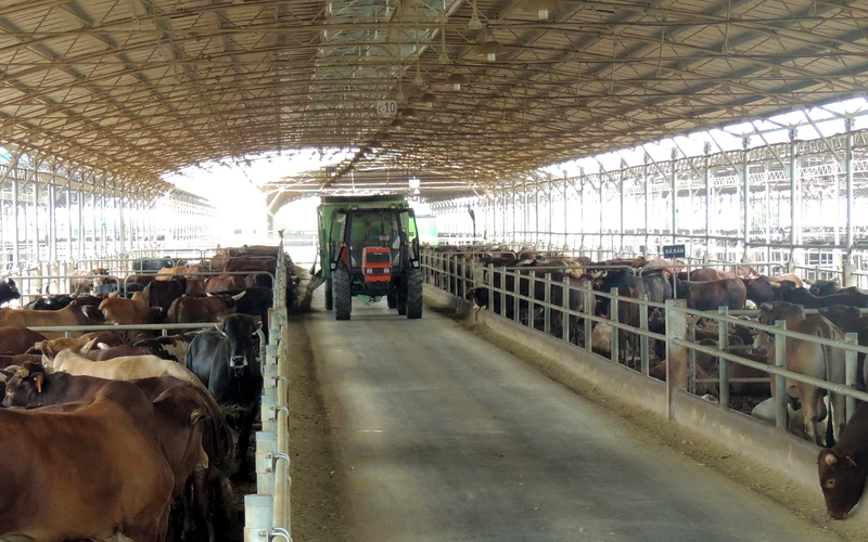 Trang trại chăn nuôi bò theo hướng hữu cơ tại huyện Cẩm Mỹ, tỉnh Đồng Nai. (Ảnh VƯƠNG NGUYỄN)