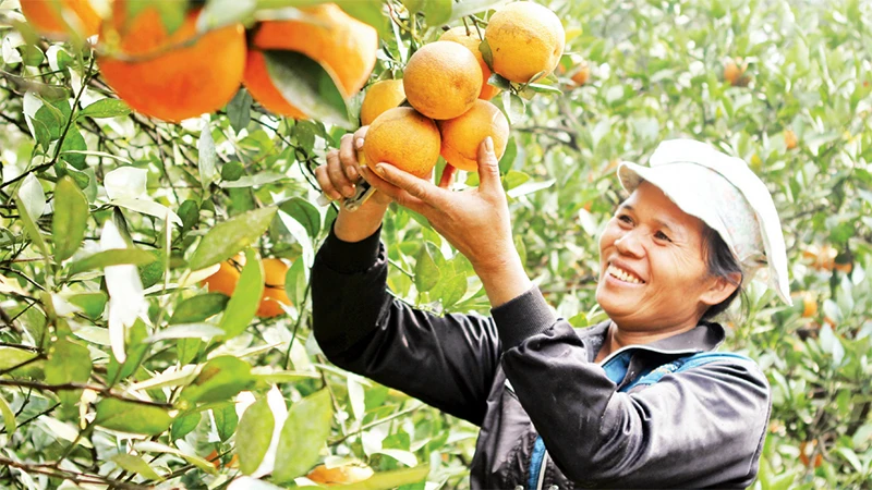 Người dân huyện Cao Phong thu hoạch cam.