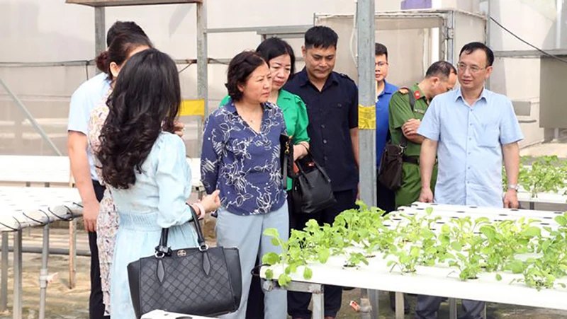 Kiểm tra mô hình trồng rau tại Công ty cổ phần Đầu tư An Hòa (xã Đa Tốn, huyện Gia Lâm, Hà Nội).