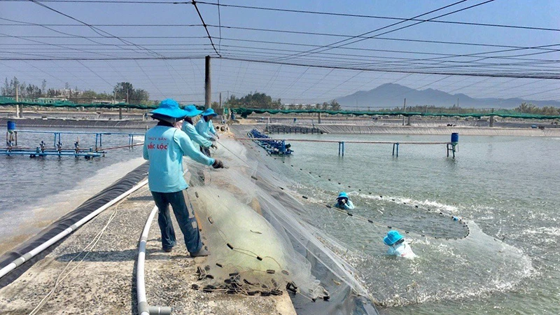 Thu hoạch tôm nuôi công nghệ cao tại Công ty TNHH thủy sản Đắc Lộc (Phú Yên).