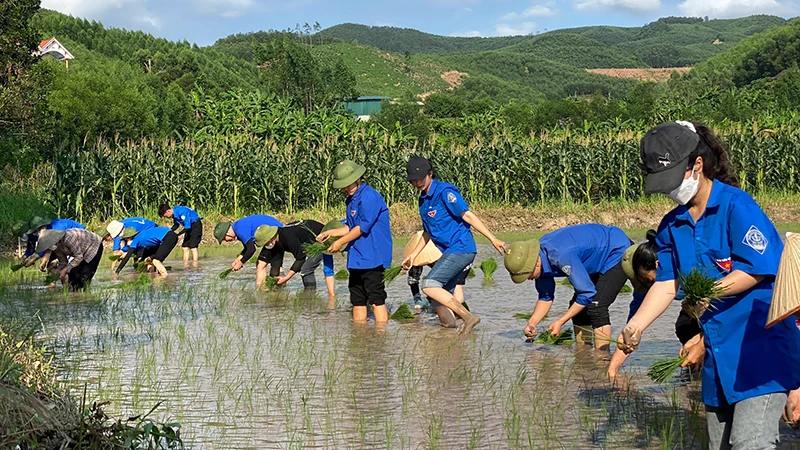 Thanh niên tình nguyện tỉnh Bắc Giang cấy lúa giúp nông dân trong Chiến dịch "Thanh niên tình nguyện hè".