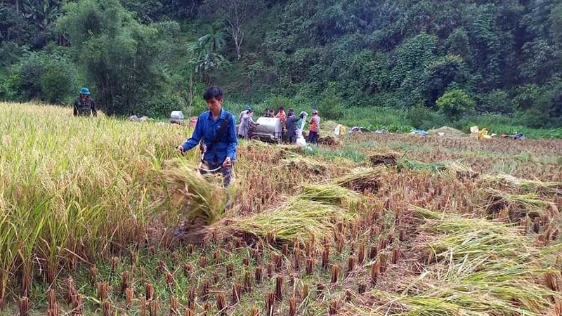 Đoàn viên, thanh niên huyện Hòa An giúp gia đình chính sách gặt lúa.