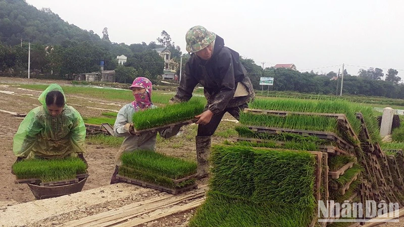 Chuẩn bị mạ cho máy cấy của Hợp tác xã dịch vụ nông nghiệp thị trấn Tân Thanh, huyện Thanh Liêm (Hà Nam). (Ảnh nhandan.vn)