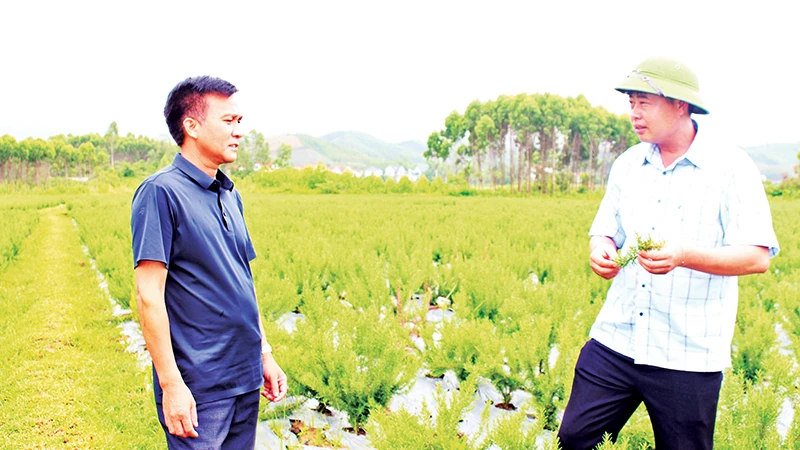 Đảng viên Chu Văn Hùng (đội mũ) giới thiệu về cây hương thảo.