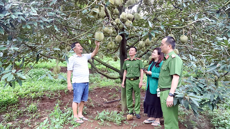 Công an huyện Krông Búk (tỉnh Đắk Lắk) xuống cơ sở, bảo đảm an ninh trật tự, giúp người dân yên tâm thu hoạch sầu riêng.
