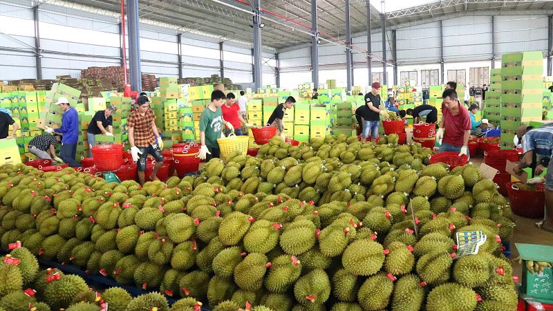 Đóng gói sầu riêng xuất khẩu sang Trung Quốc ở huyện Krông Pắc, tỉnh Đắk Lắk.