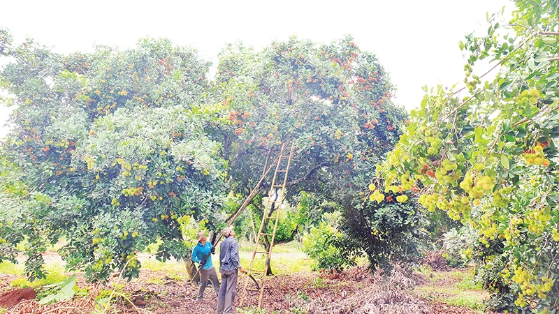 Thu hoạch trái cây tại Hợp tác xã Long Tân (huyện Phú Riềng, tỉnh Bình Phước).