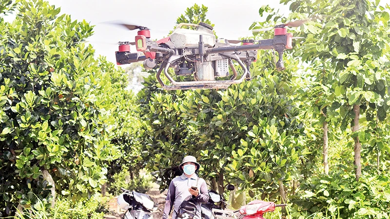 Nông dân dùng máy bay phun thuốc cho vườn cây ăn trái tại xã Mỹ Thành Bắc, huyện Cai Lậy, tỉnh Tiền Giang.