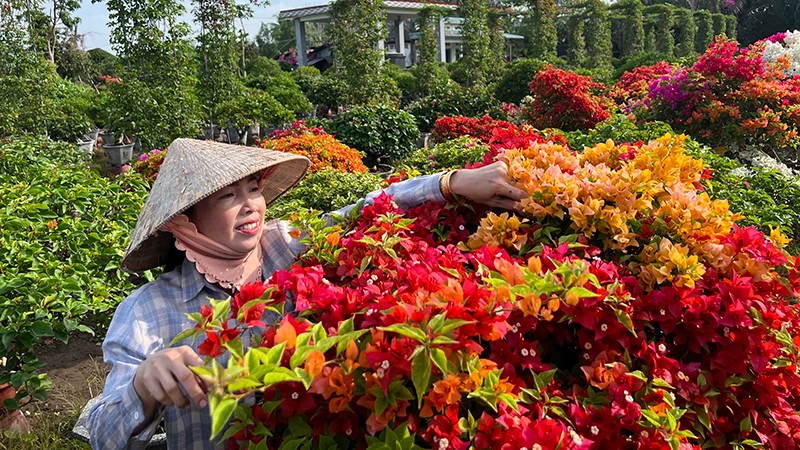 Người dân làng hoa giấy Lân Đông, xã Phú Sơn chăm sóc hoa giấy chuẩn bị bán dịp Tết.