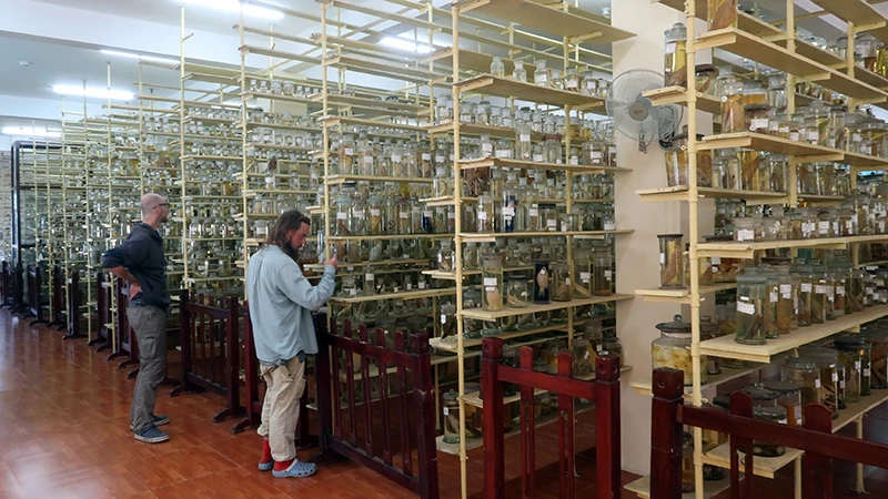 Khách nước ngoài nghiên cứu tại khu lưu trữ mẫu vật.